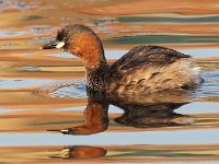 on a golden pond  Little Grebe- Frieda Prinsloo 2014 : jan